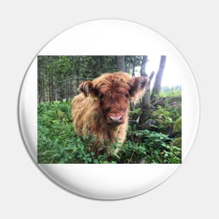 Scottish Highland Cattle Calf 1820 Pin