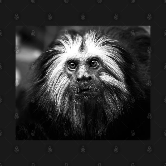 Black and White Golden Lion Tamarin by BeauLab