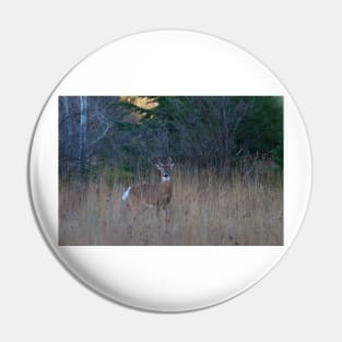 White-tailed Buck Pin