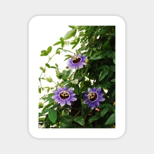 Purple Haze Passifloras Magnet