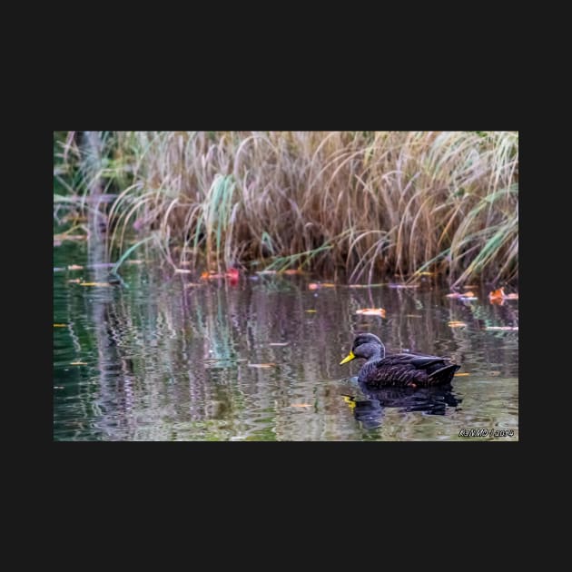 Duck at Heart Shaped Pond by kenmo