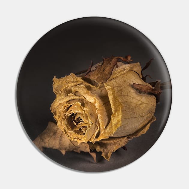 Dried Rose Pin by gelibolu