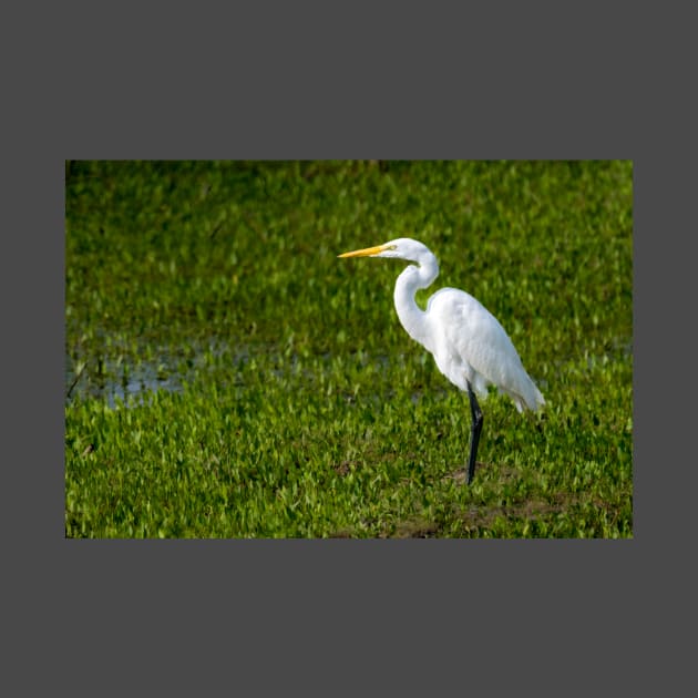 Great Egret As Still As A Statue by Debra Martz