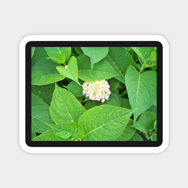 Hydrangea Magnet by Jujucreation
