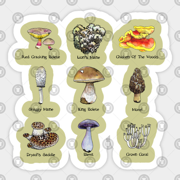 Mushroom Id Chart
