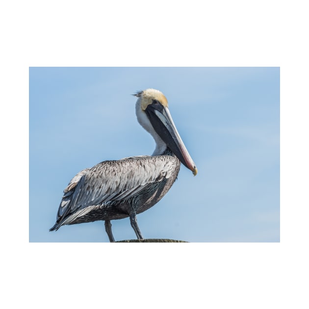 Awesome Pelican by KensLensDesigns