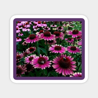 Summertime coneflower garden Magnet