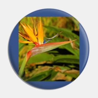 Bird of paradise Pin