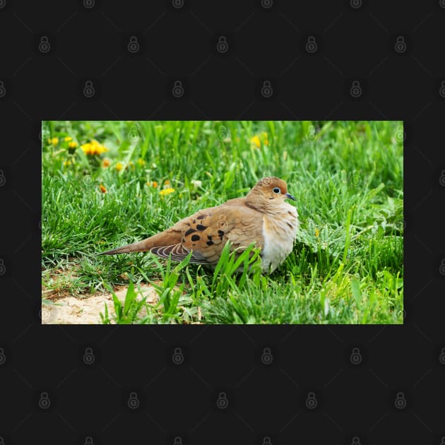 Mourning Dove Resting In The Grass by BackyardBirder