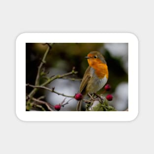 Robin Redbreast Magnet