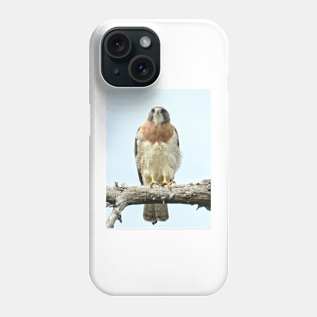 Wild Red Tail Hawk Phone Case by Scubagirlamy