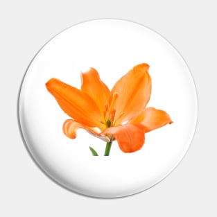 Lilium  'Stainless Steel'  Asiatic lily Pin