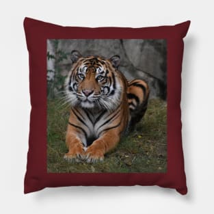 Sumatran Tiger Pillow