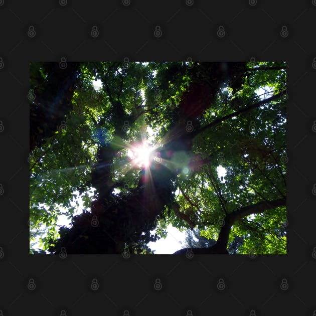 Sunbeam Art Photography Sunshine Shining Through The Summer Tree Beautiful Nature by tamdevo1