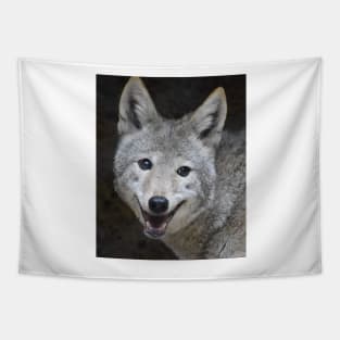 Coyote Tapestry