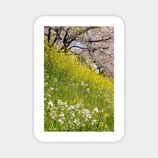 Cherry Blossom Hill Magnet