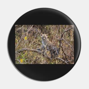 Leopard Cub, Serengeti National Park, Tanzania Pin