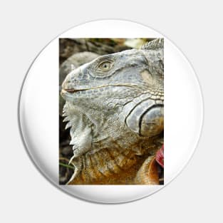 oli red iguana Pin