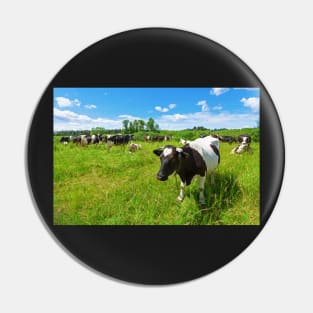 A herd of Holstein Friesian cows grazing on a pasture under blue cloudy sky Pin