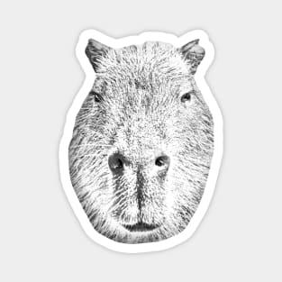 Capybara face on! Magnet