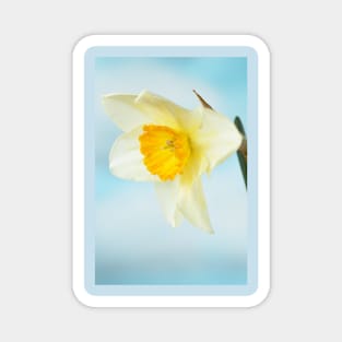 Narcissus  &#39;Sempre Avanti&#39;   Div. 2  Large-cupped  Daffodil Magnet