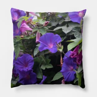 Spring Morning Glories in Blue Pillow