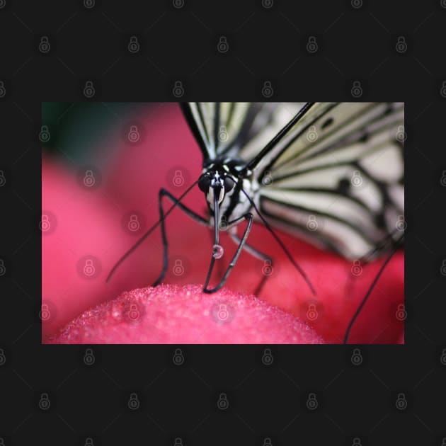 Butterfly Upclose by SandiLin