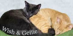 Wish and Genie Creations profile image