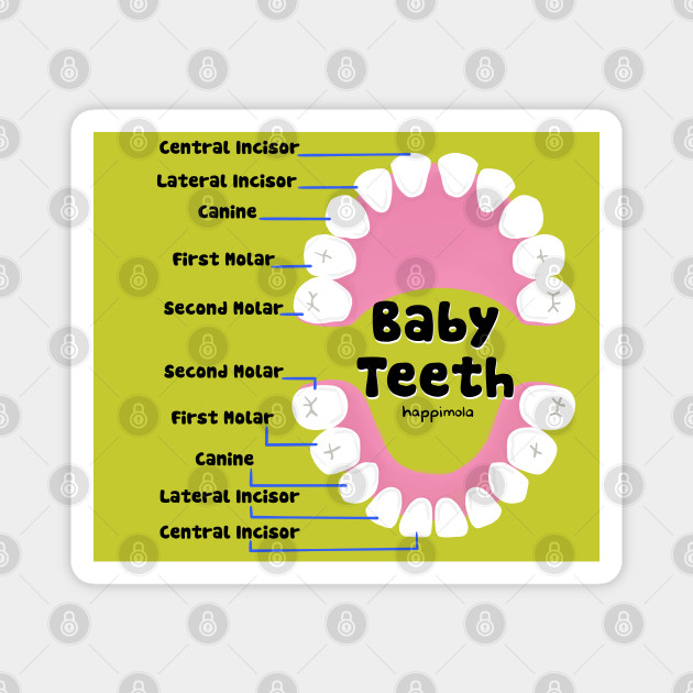 Baby Teeth names illustration for Dentists, Hygienists, Dental