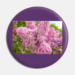 Pink lilac flowers Pin