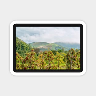 Apple harvest below Bad Berg, Kaiserstuhl, Germany Magnet