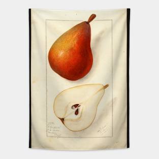 Clairgeau Pears Tapestry