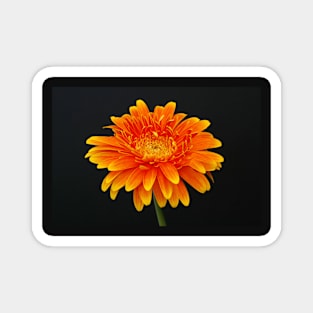 A Flower Portrait Magnet