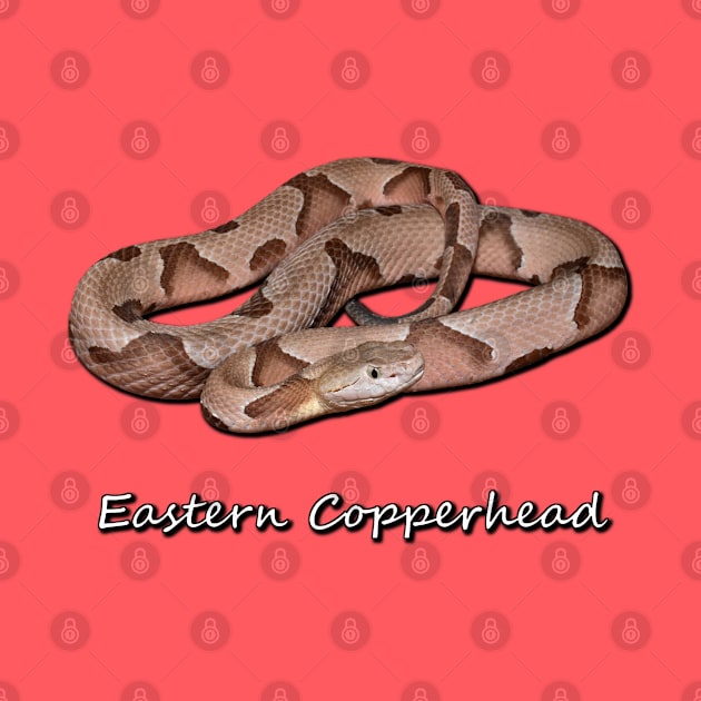 Eastern Copperhead by Paul Prints