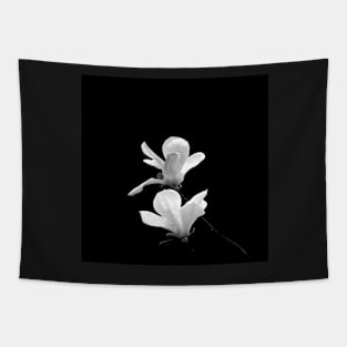 Two Magnolia Blossoms on Black Tapestry