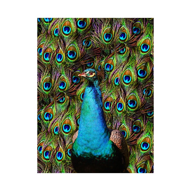 This peacock is watching you! by BonniePhantasm