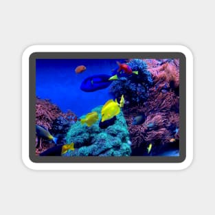 Aquarium Fish Magnet