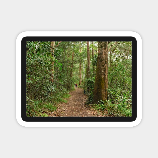 "Forest Walk" Magnet by Bevlyn