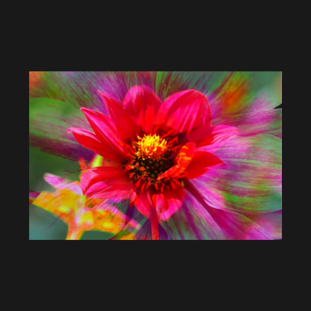 Dahlia, Dahlia, abstract, colorful, flower, bloom by Kruegerfoto