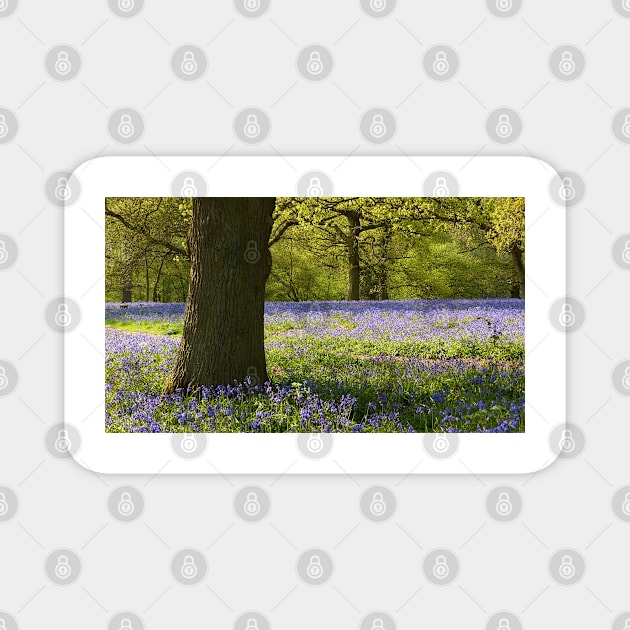 Bluebell Wood Magnet by Chris Petty