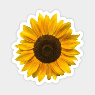 Sunflower (Flower / Blossom / Sun) Magnet