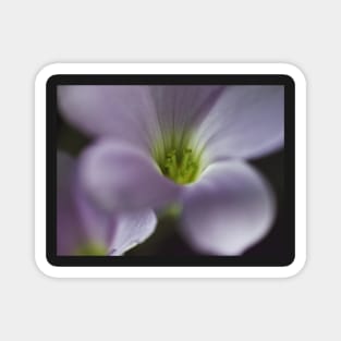 Oxalis Magnet