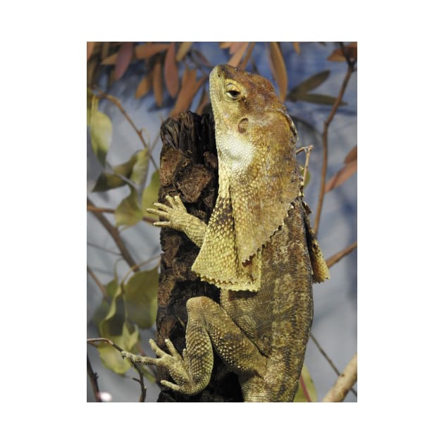 Frilled-neck Lizard by kirstybush