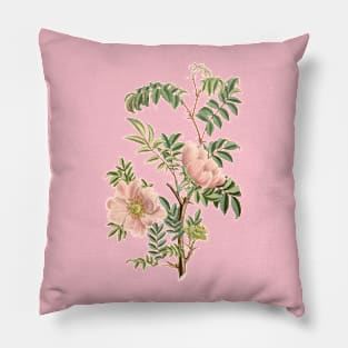 Wild Rose Flower Vintage Botanical Illustration Pillow