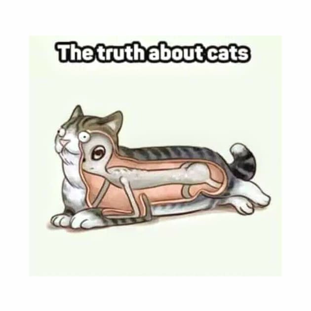 The Truth About Cats by Cloudcitysabers