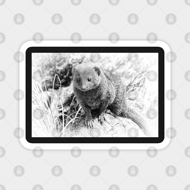 Little Mongoose Magnet by Jane Braat