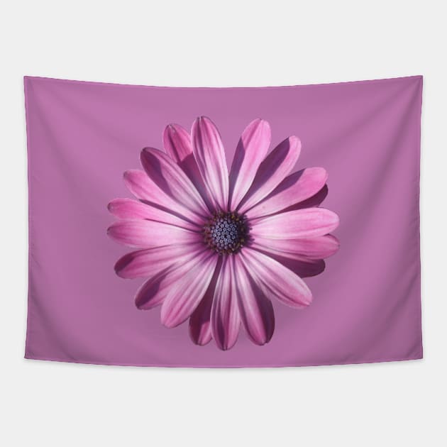 Spectacular African Daisy Isolated Tapestry by taiche