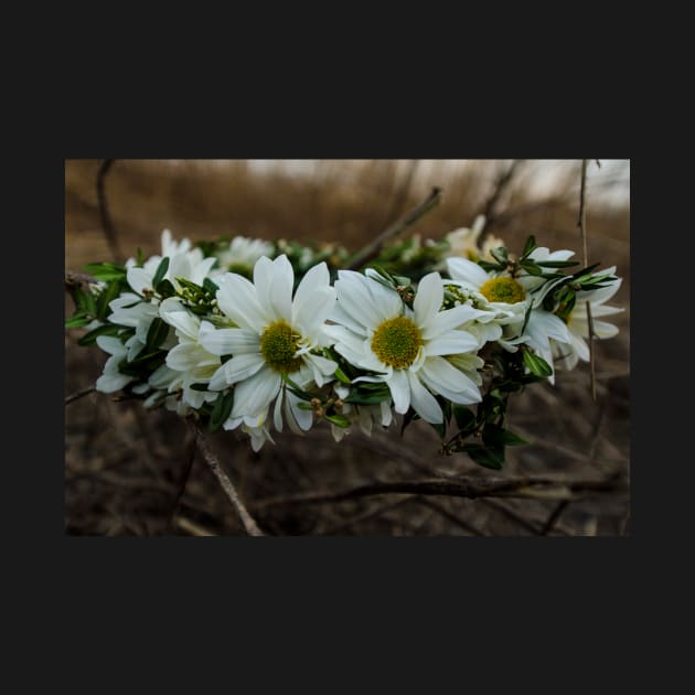 Daisy Chain by inphocus