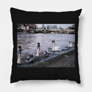 Herd of swans at banks of river thames in Windsor, Berkshire, UK Pillow