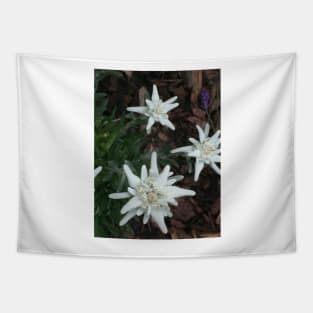 Edelweiss Tapestry